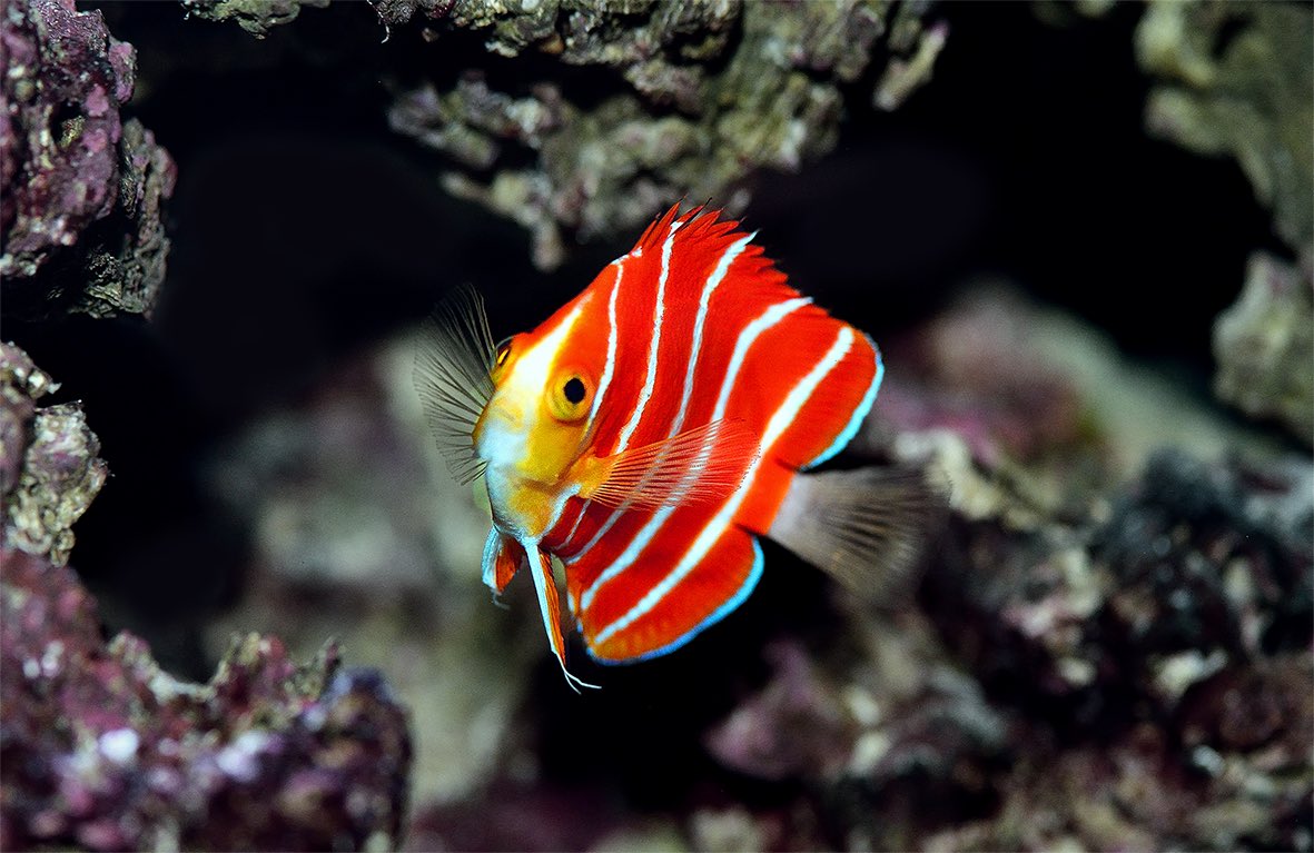 KaiTheFishGuy on Twitter: "Can't believe this tweet actually came true!  This peppermint angelfish is now a cover girl for the latest issue of  Proceedings of the Royal Society B! https://t.co/75GWPAs3Eg" / Twitter