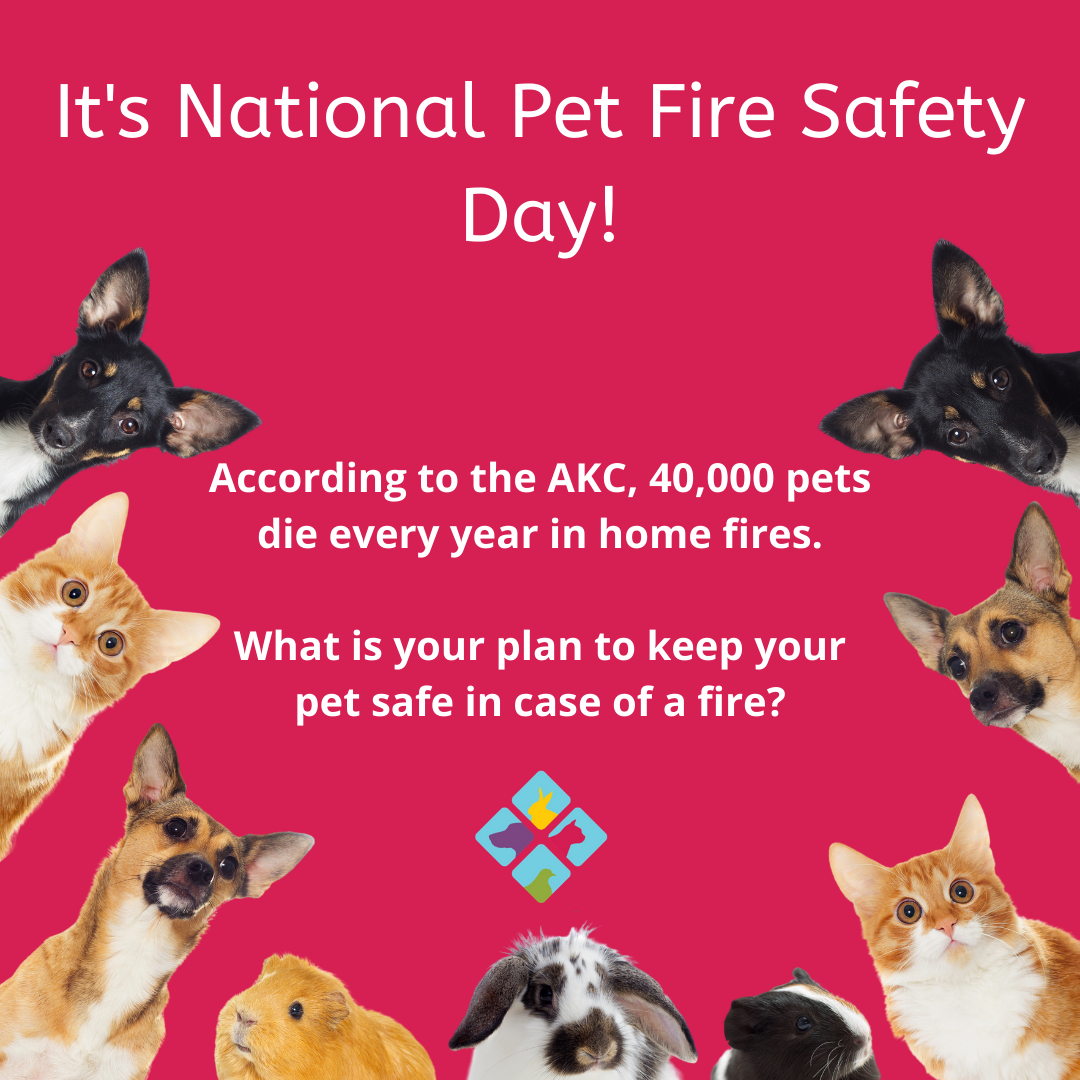 HumaneDominion's tweet photo. It's National Pet Fire Safety Day! Do you have a plan in place for your pets?
#PetFireSafetyDay #animallovers #AnimalWelfare https://t.co/bytbUm5oSe