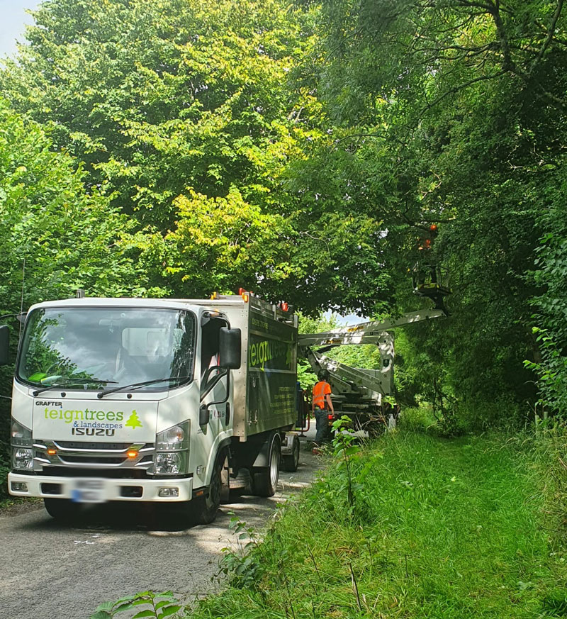 teigntrees's tweet photo. Ash Dieback highway safety works in Dartington for @DevonCC make sure you contact an @ArbAssociation approved contractor to look at any trees you have concerns about. Take a look at our dedicated #ashdieback website https://t.co/NHPXijGTes for more info #teigntrees https://t.co/z2TIKrVywk