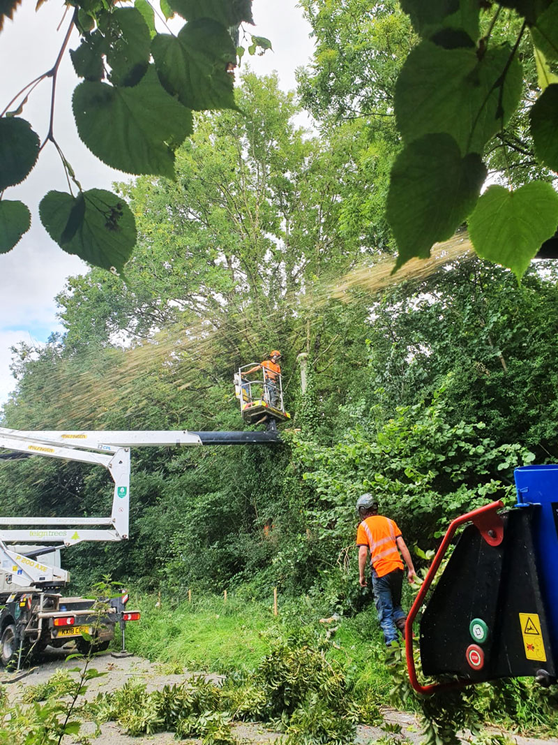 teigntrees's tweet photo. Ash Dieback highway safety works in Dartington for @DevonCC make sure you contact an @ArbAssociation approved contractor to look at any trees you have concerns about. Take a look at our dedicated #ashdieback website https://t.co/NHPXijGTes for more info #teigntrees https://t.co/z2TIKrVywk