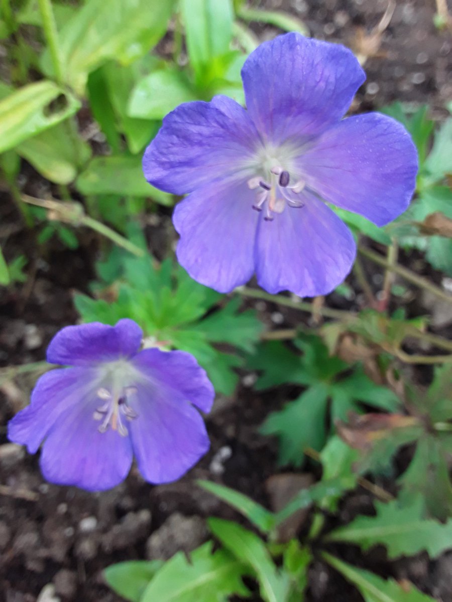 I noticed after I planted this geranium in full sun that the tag said part shadeIt's doing fine though