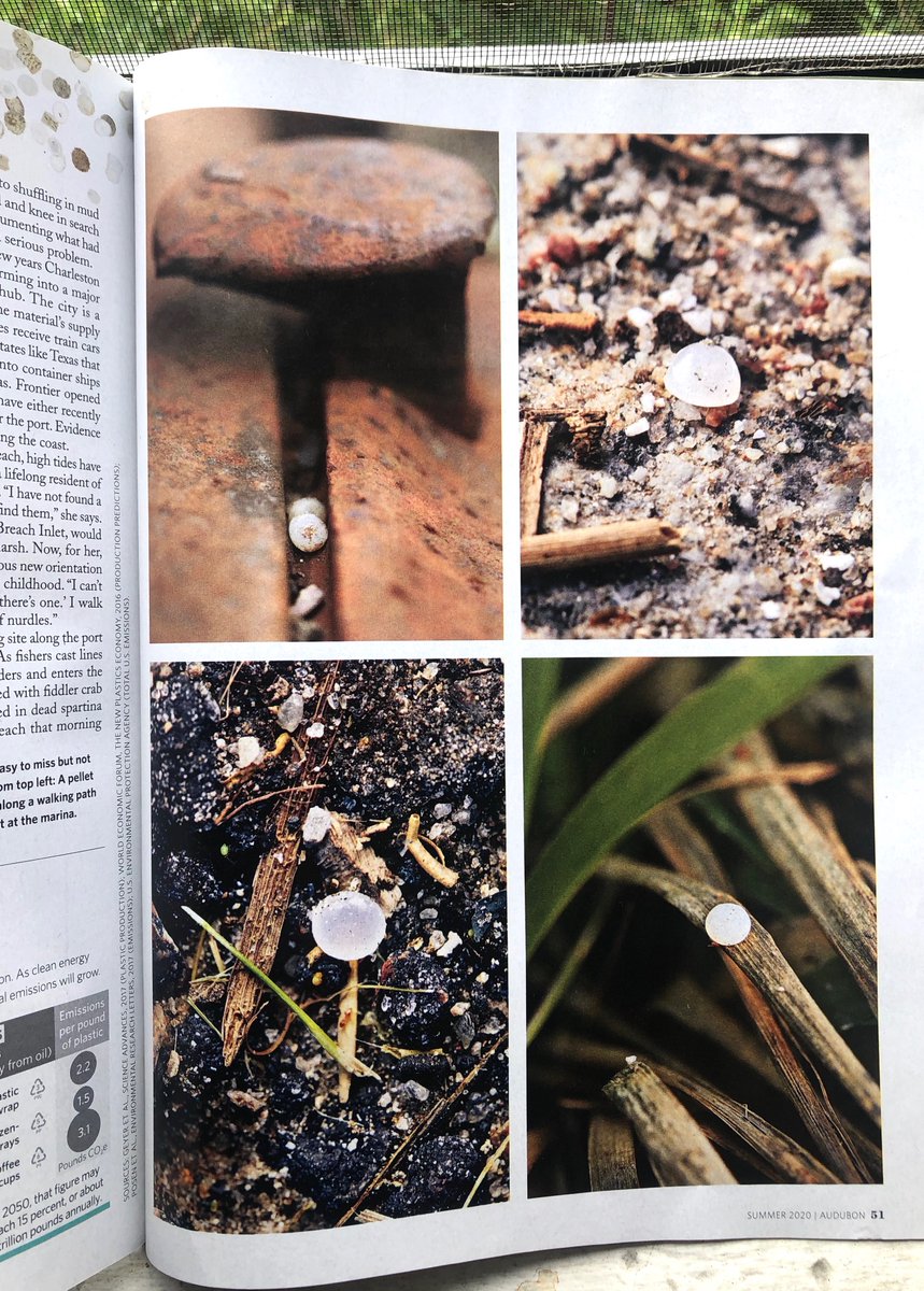 Just before covid, I traveled to Charleston, SC for  @audubonsociety magazine. It's in the midst of a quiet transformation into a plastic-export town. I found the raw material—tiny plastic pellets the size of fish eggs—on every single beach I went to.  https://www.audubon.org/news/a-new-plastic-wave-coming-our-shores
