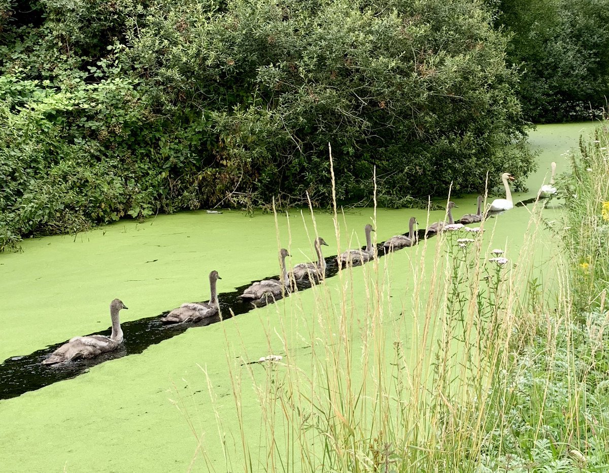 We came across the Swan family today while our walking. I didn’t have my camera with me so used my smartphone for this picture. All eight Cygnets looking very healthy, strong and happy! #Swans 🦢🦢🦢🦢🦢🦢🦢🦢 #TwitterNatureCommunity
