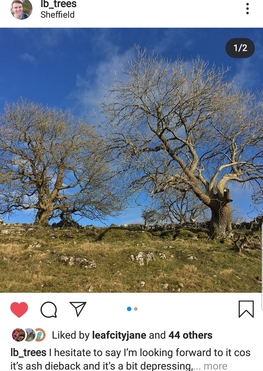 CamillaAllen's tweet photo. Half way through our #SheffieldTreeWeek talk on Ash Dieback with @Wood_Barley and Nathan from SCC. As Luke says, depressing but important. And if you have missed the event you can catch up online and hear about the national &amp; local strategy / action. https://t.co/8zDyAL8Cfu