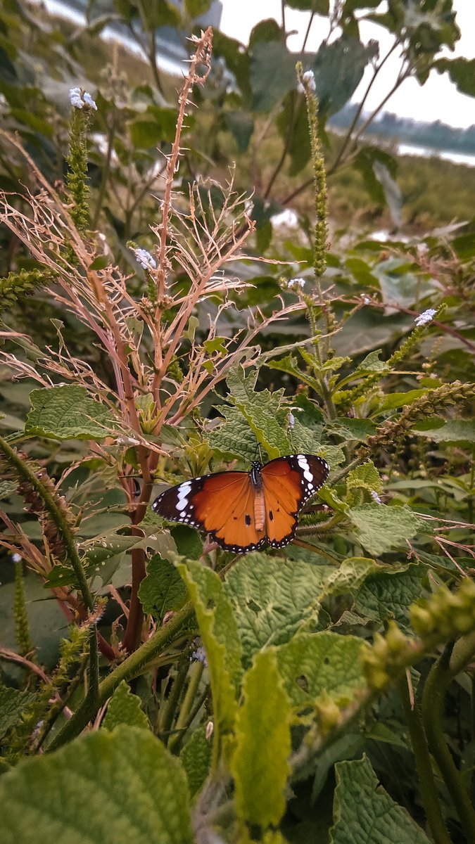 piyushunagar__7's tweet image. T 6 #mobilephotography #nature #butterfly #photographer
#erth #hobby #NEW