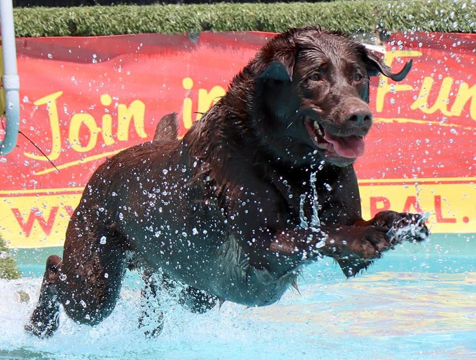 Willie at the doggy pool
