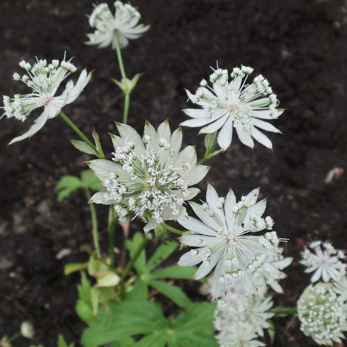 More highlights from my rainy visit last week to the Meanwood garden I designed.  The front garden is now mostly planted up, and the current stars include Astrantia 'Jumble Hole', bought from dovecottagenursery.co.uk and bred by <a href="/EastonRichard/">Richard Easton</a>.  #chooselandscape