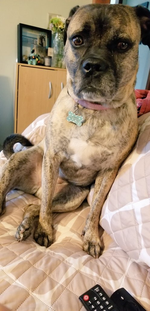 darbrasfield's tweet image. My dog and @BetsyDeVosED have the same number of qualifications to make decisions about public schools, but I think Summer is better at working with kids. #DeVosMustGo