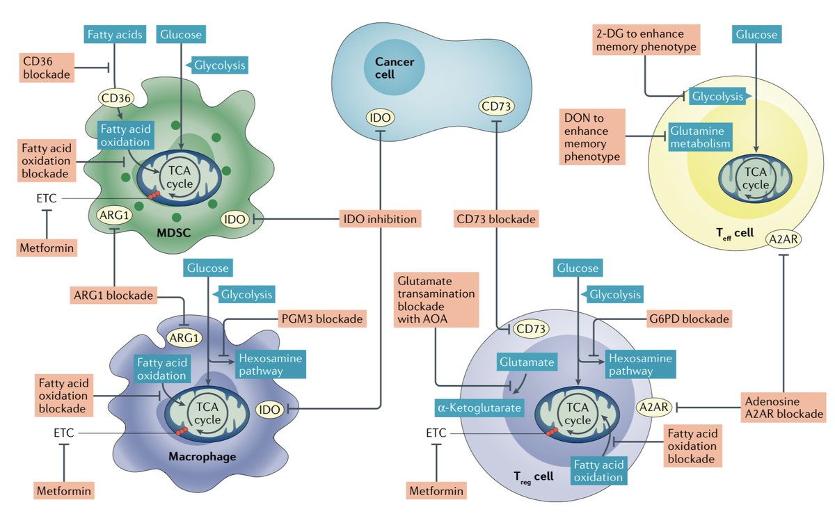 Thanks to the editors <a href="/NatureRevCancer/">Nature Reviews Cancer</a>, excited to have our new review by Leone and Powell posted online. Metabolism of Immune Cells in Cancer. <a href="/bobdleone/">robert Leone</a> <a href="/J_Powell_Lab/">Powell Lab</a> #immunometabolism nature.com/articles/s4156…