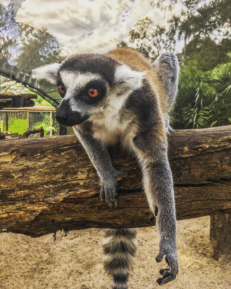 GiraffeRanchFL's tweet photo. Did you know: Lemurs are the only non-human primates with blue eyes! We invite you to try and find one. https://t.co/WasFKZzII5