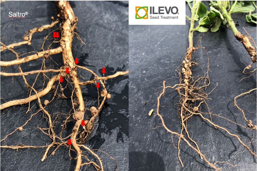 Troy_Bauer's tweet photo. ILEVO continues to perform well against SCN in Iowa. #WatchILEVOwork in these pictures from Fruitland, IA on July 14th. ILEVO continues to impress as the roots of the ILEVO treated plants appear to run deeper and have more nodules. @BASFAgProducts https://t.co/h5TF2gDJe1