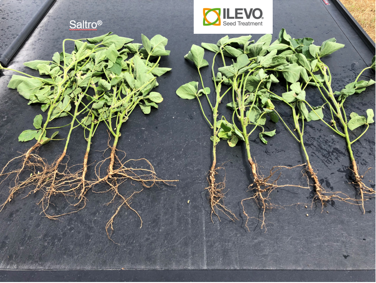Troy_Bauer's tweet photo. ILEVO continues to perform well against SCN in Iowa. #WatchILEVOwork in these pictures from Fruitland, IA on July 14th. ILEVO continues to impress as the roots of the ILEVO treated plants appear to run deeper and have more nodules. @BASFAgProducts https://t.co/h5TF2gDJe1