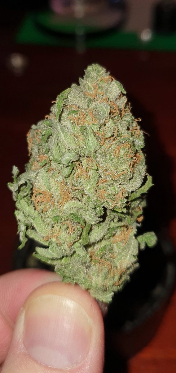 Buds420Best's tweet photo. Some lovely bomb kush #cannabis #buds #nugs #ganja #stoner #CannabisCommunity https://t.co/NUj1mgwoYq