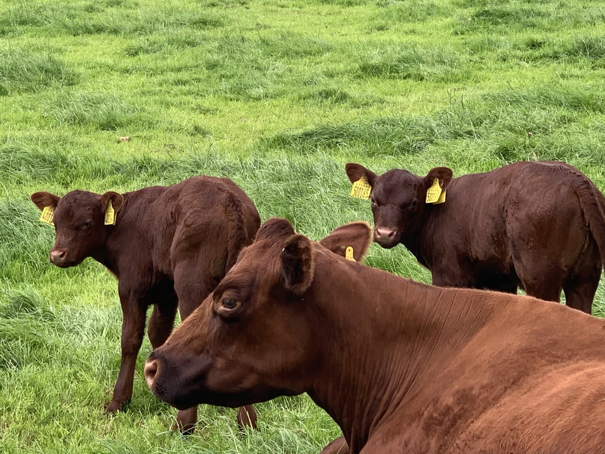 whollycowbeef's tweet image. Nature taking its course and Bramble now strong enough to accept her other twin. So lovely to see her bonding with him at last and he’s finally turned his nose up at the bucket now that he can get the real thing! #farmsnotfactories #100#grassfed #beefboxes #nativebreeds