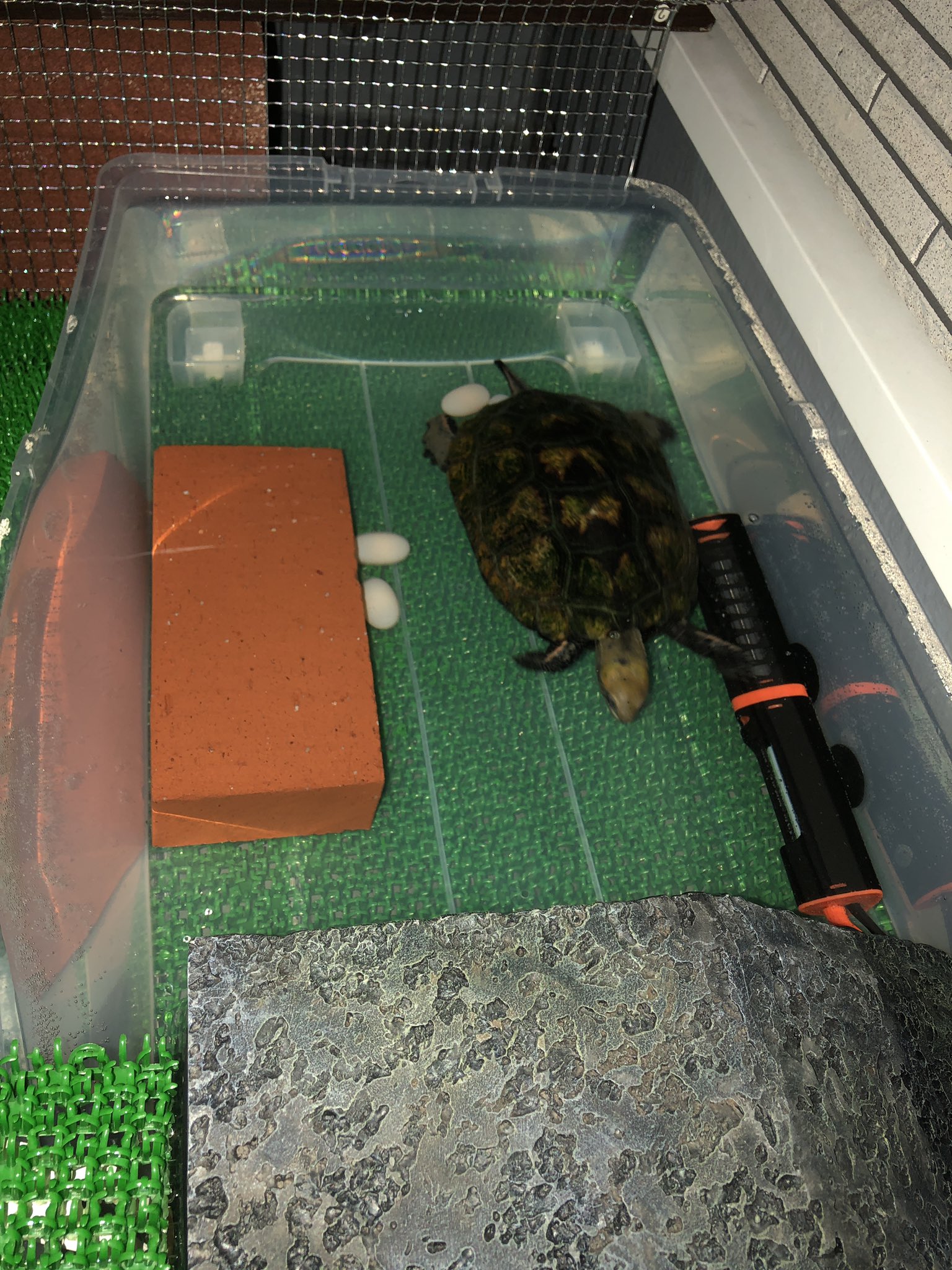 カメ拾い まんねん 今同居人が様子を見たら5つ全部産まれていました 産卵床は気に入らなかったのか間に合わなかったのか 水中 産卵でしたが まんねんよく頑張ってくれました 水中なので卵は全部ダメですかね まんねんベビー少し期待していたので