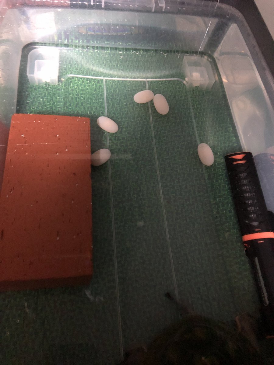 カメ拾い まんねん 今同居人が様子を見たら5つ全部産まれていました 産卵床は気に入らなかったのか間に合わなかったのか 水中 産卵でしたが まんねんよく頑張ってくれました 水中なので卵は全部ダメですかね まんねんベビー少し期待していたので