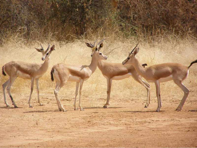 senecoattitude's tweet photo. « Le ministre en a fait des steaks alors que mêmes mortes, les gazelles auraient pu servir à la recherche, notamment », déplore-t il.
https://t.co/2QzRv5HCD5
@EcoSenegal @JeunesNature @jvesenegal @senegalecologie @SenegalEco @ZeroDechetSN @DrCheikhDieng @SAVE_DAKAR @DakarOxy https://t.co/HbDXTIod6y