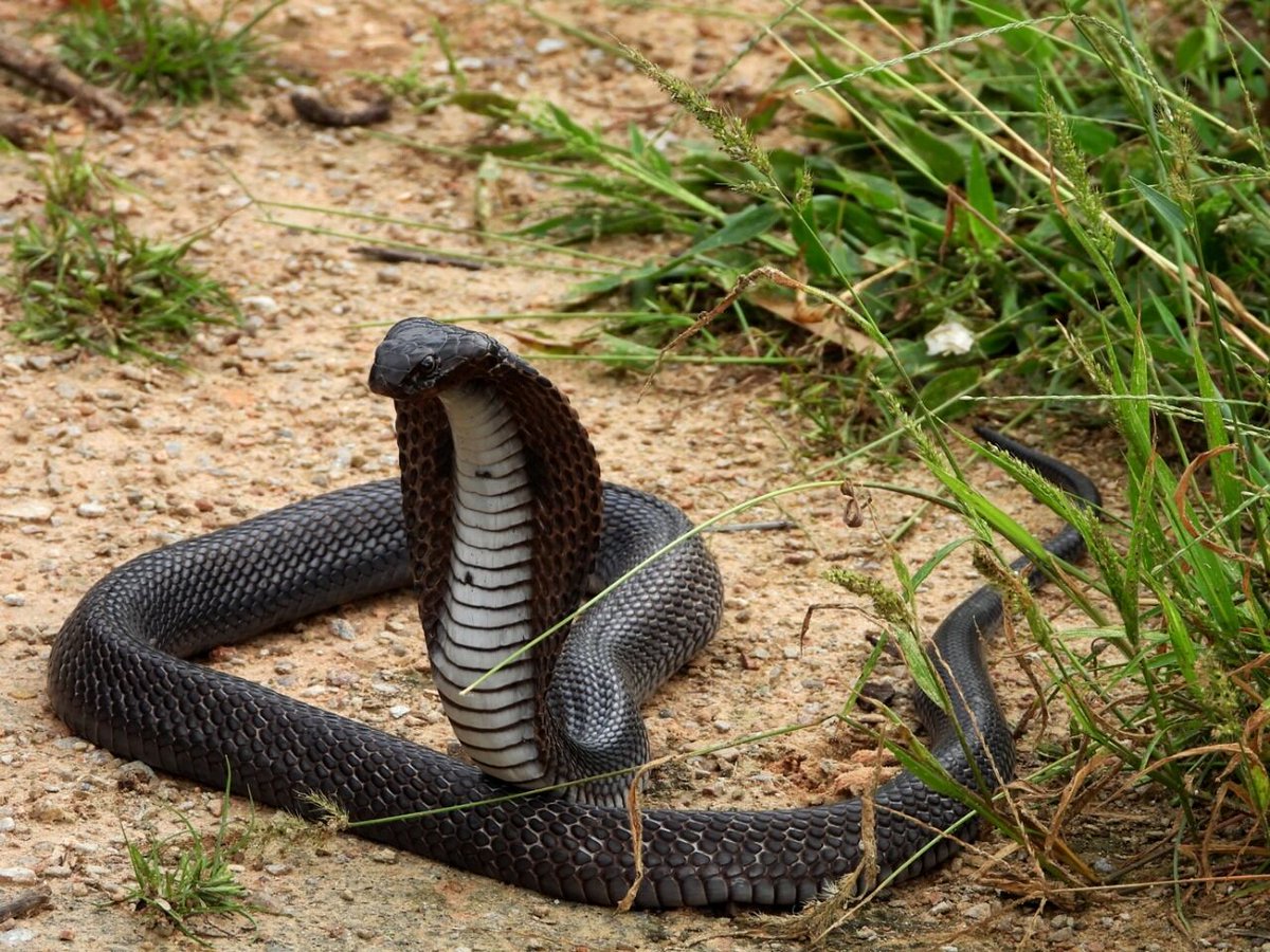 RakshaJaipur's tweet photo. One of the most magnificent #reptiles - #IndianCobra also called as #SpectacledCobra are large #venomous #snakes feeding on lizards, rodents, and frogs. They have a characteristic hood marking design which shows half-rings on either side of the hood. https://t.co/1pEOEMz119