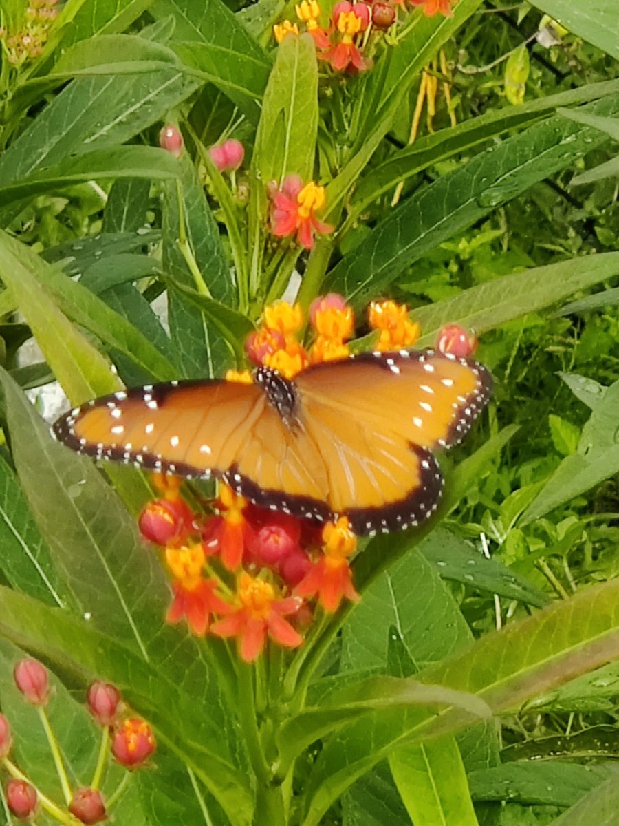 kboyceq's tweet photo. @PineyElem so grateful for our Garden Guardians! Today @joythor1 &amp; Ms. Fiesta were helping our @EcoSchoolsUSA #MonarchHero habitats.

Not the best picture, but this Queen &amp; milkweed are thriving thanks to the extra TLC ❤️ https://t.co/aymlYFMWja