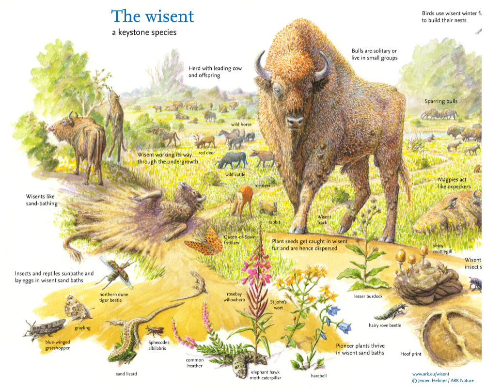 So why bison in a @wilderblean? Well, large grazing animals are a natural part of European ecosystems and drive and create diversity and resilience in plant and animal communities. Learn more in the thread below.