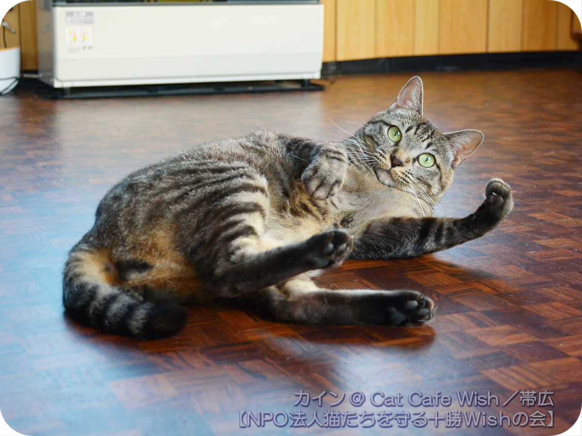 広瀬 鷹也 膝上占拠され 撫でられ待ちの子たちに囲まれる幸せ A Npo法人猫たちを守る十勝wishの会 在籍猫 一覧 1日1猫 アルバム T Co Dkodpyvxz7 7 15 水 ねね 虹子 ようかん キルト 撮影 Catcafewish 帯広 保護猫