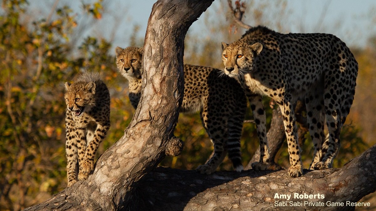 Sabi Sabi tweet media