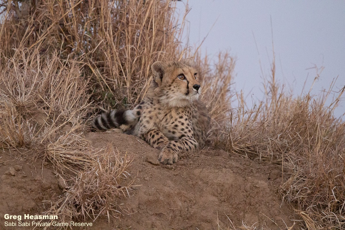 Sabi Sabi tweet media