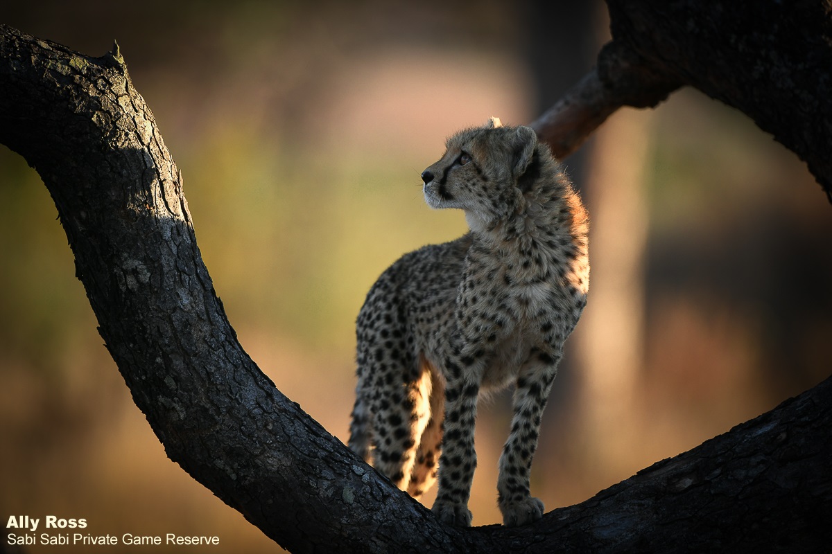 Sabi Sabi tweet media