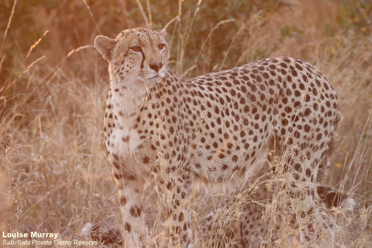 Sabi Sabi tweet media