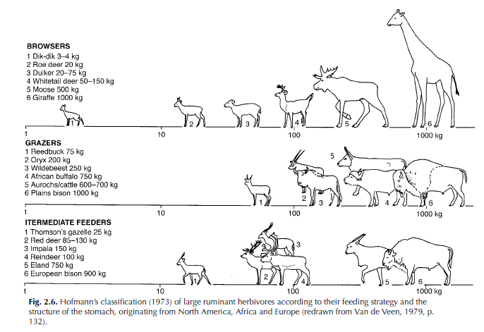 Different grazers perform different functions. It is often assumed cattle & bison have interchangeable roles, however while both are generalist herbivores, their ecology differs. European bison perform a role not provided by other spp., and distinct from the American/plains bison