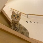 「まるでモデル!」決めポーズも難なくこなす、猫ちゃん!