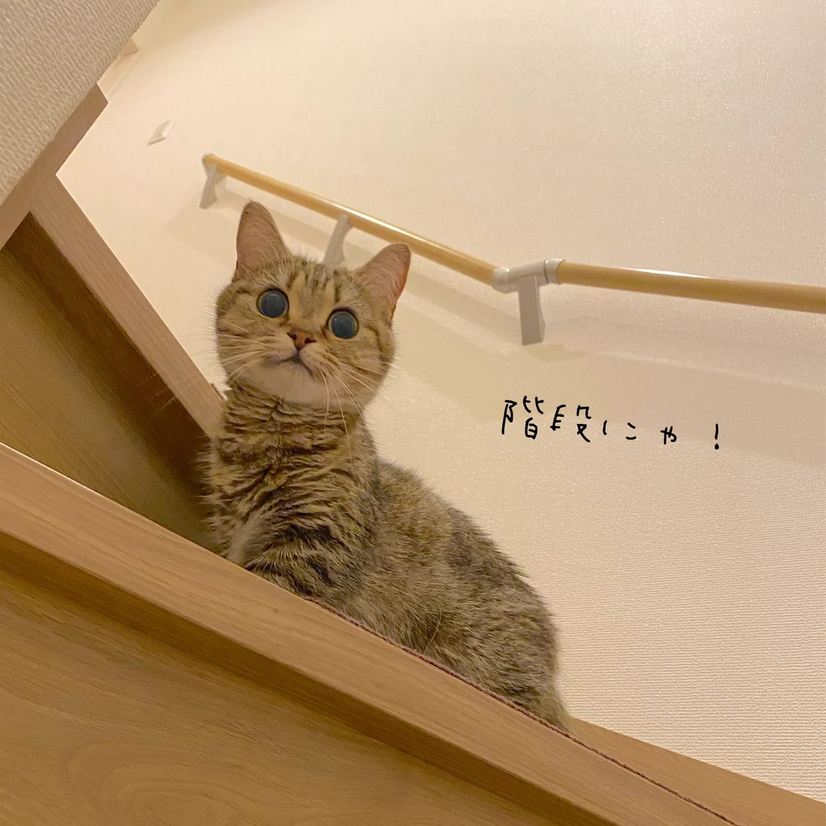 「まるでモデルwww」決めポーズも難なくこなす、猫ちゃんwww