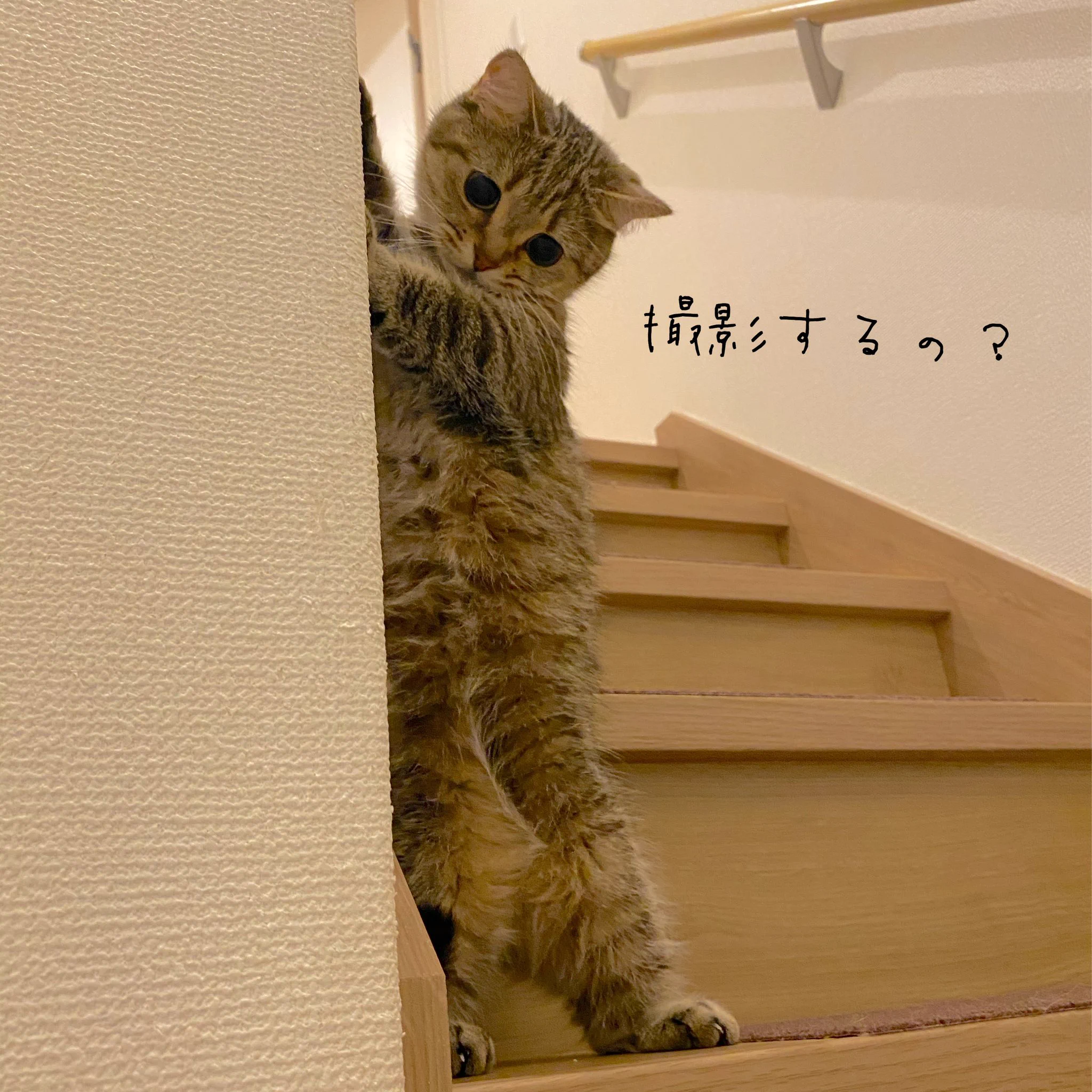 「まるでモデルwww」決めポーズも難なくこなす、猫ちゃんwww