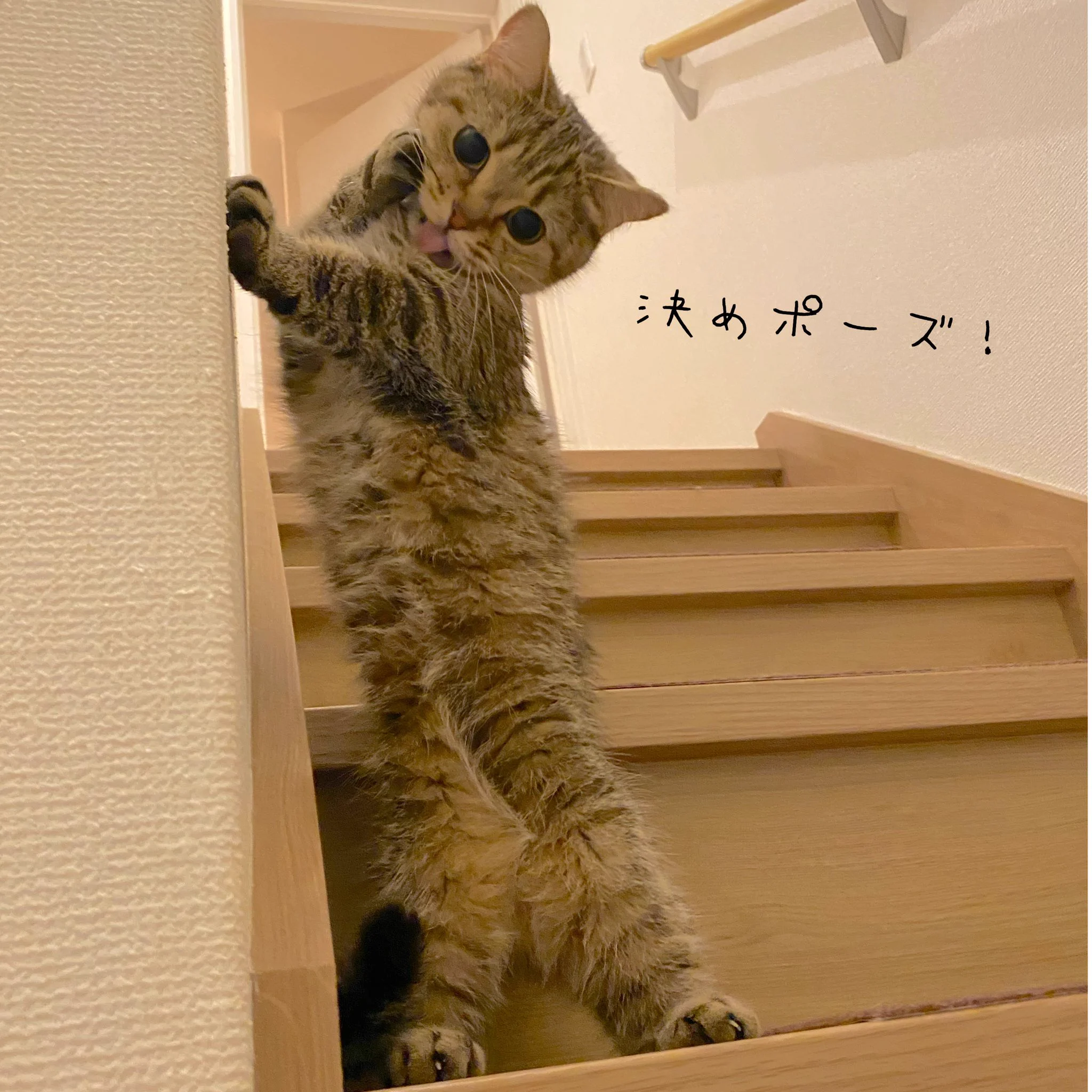 「まるでモデルwww」決めポーズも難なくこなす、猫ちゃんwww