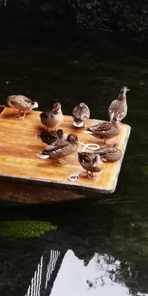 Ducks have made our boats their home. Check out our COVID safe punting tours on our website. #canterburypunting