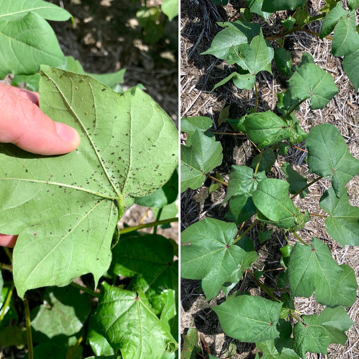 Dominic Reisig (@dominicdreisig) on Twitter photo Noticeable uptick in aphid calls this year. Not economical to treat the hotspots. Need to be throughout the field with stressed cotton before a spray. Don’t spray if the beneficials can take them out for you <a href="/Cotton_Guy/">Guy Collins</a> <a href="/NCcotton/">Keith Edmisten</a> <a href="/NCWeedWrangler/">Charlie Cahoon</a> Noticeable uptick in aphid calls this year. Not economical to treat the hotspots. Need to be throughout the field with stressed cotton before a spray. Don’t spray if the beneficials can take them out for you <a href="/Cotton_Guy/">Guy Collins</a> <a href="/NCcotton/">Keith Edmisten</a> <a href="/NCWeedWrangler/">Charlie Cahoon</a>
