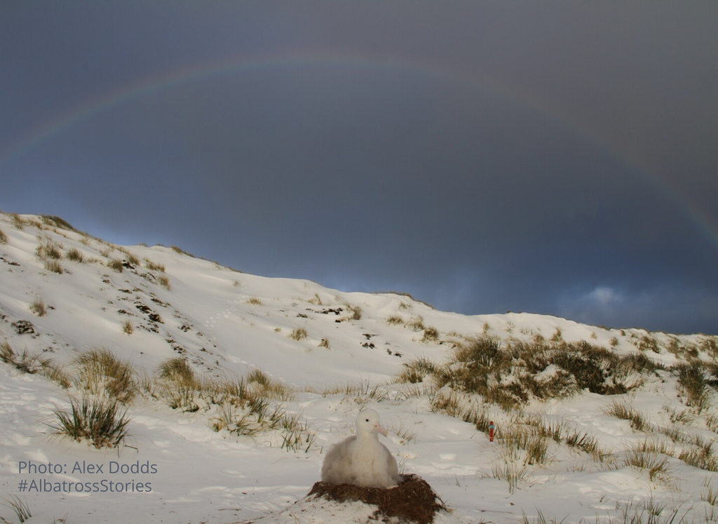 AlbyTaskForce's tweet photo. Positioned right between the Roaring 40’s and the Screaming 60’s, #BirdIsland is very exposed! But when the sun shines through, a magical scene of tranquility unfolds. #HumanStar Alex, sent us this photo from one of her daily island checks and it is just too good not to share! https://t.co/F5MdkROLa2