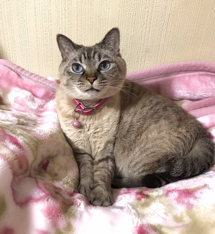 シャム猫の色変わりすぎ選手権 シャム猫 ポインテッド模様さん が成長するに連れて変化していく様子が凄まじい 比べると誰おま Togetter シャム猫の色変わりすぎ選手権 シャム猫 ポインテッド模様さん が成長するに連れて変化していく様子が凄まじい 比べると誰おま Togetter