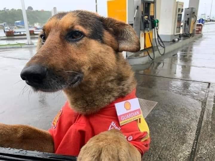 Perroslovers's tweet photo. ¿Algo más que ocupe joven? No se vaya sin rascarme la pancita 🐶😍 https://t.co/bWUV3ekLEH