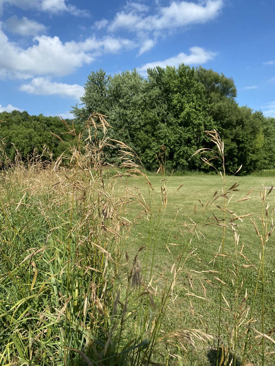 Summertime in @MNs_Rochester #RochMN