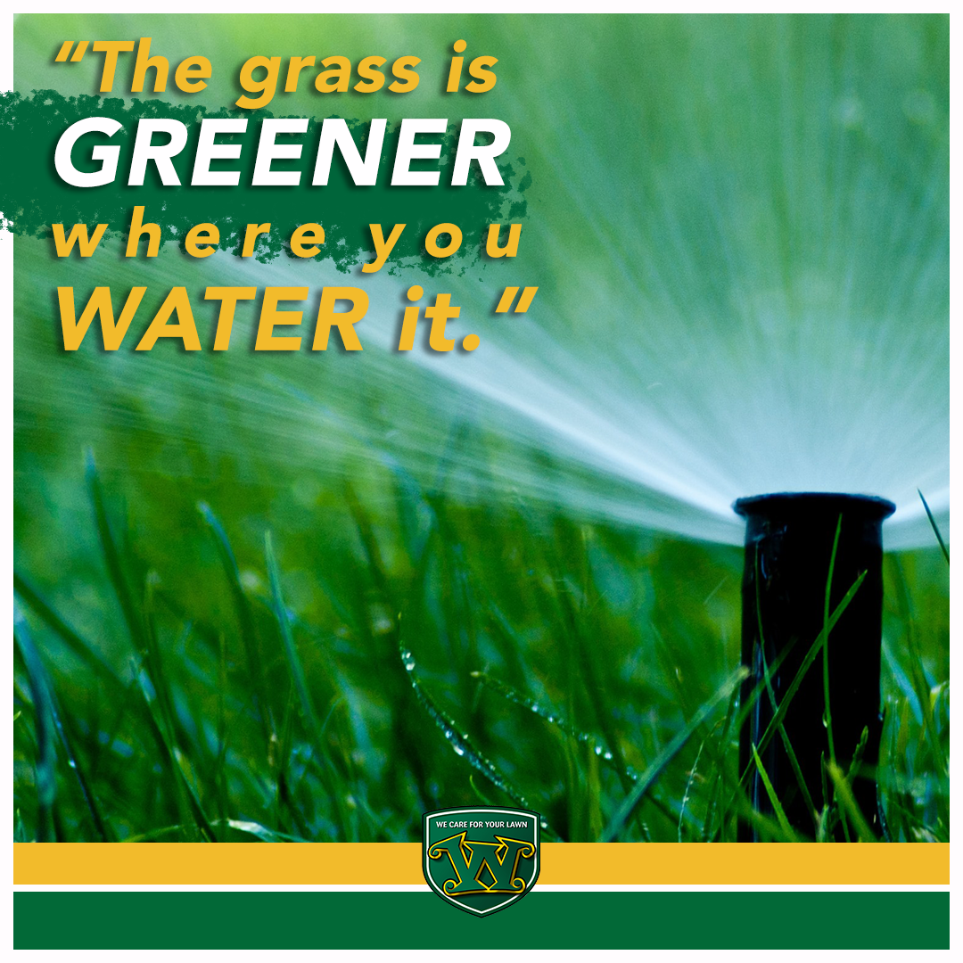 wmarlingtonIL's tweet photo. "The grass is greener where you water it." We may be biased, but it's true! Have an amazing day...from your local Weed Man! #WednesdayWisdom #lawncare #wecareforyourlawn https://t.co/H4OwTjbJhY
