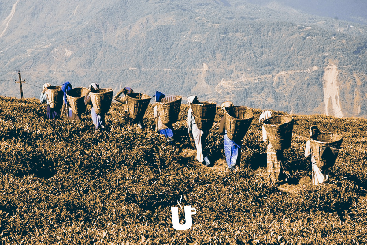 BruuTea's tweet photo. Earlier this year we introduced our members to our Assam blend, 'It's Just Assam". Find out what we loved and learnt about this amazing tea region.

https://t.co/NTyn9HYfly

#BRUU #bruutea #loosetea #subscriptionbox #tea #teaclub #teateatea #teatime #uksubscriptionbox https://t.co/F59wohdZY6