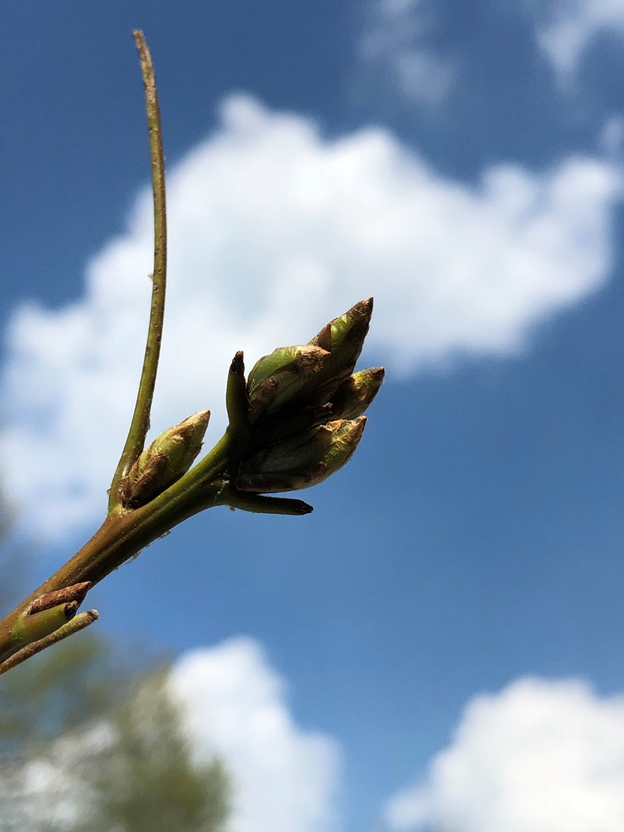 PineryProvPark's tweet photo. The Gypsy Moth Caterpillars may have defoliated our Oaks over the past month... But we have good news coming straight from the trees! Our resilient Oaks have begun pushing out replacement leaves and soon it will go from looking like Fall to looking like Spring! 🌱 #SpringInJuly https://t.co/jfd9OXYcmH