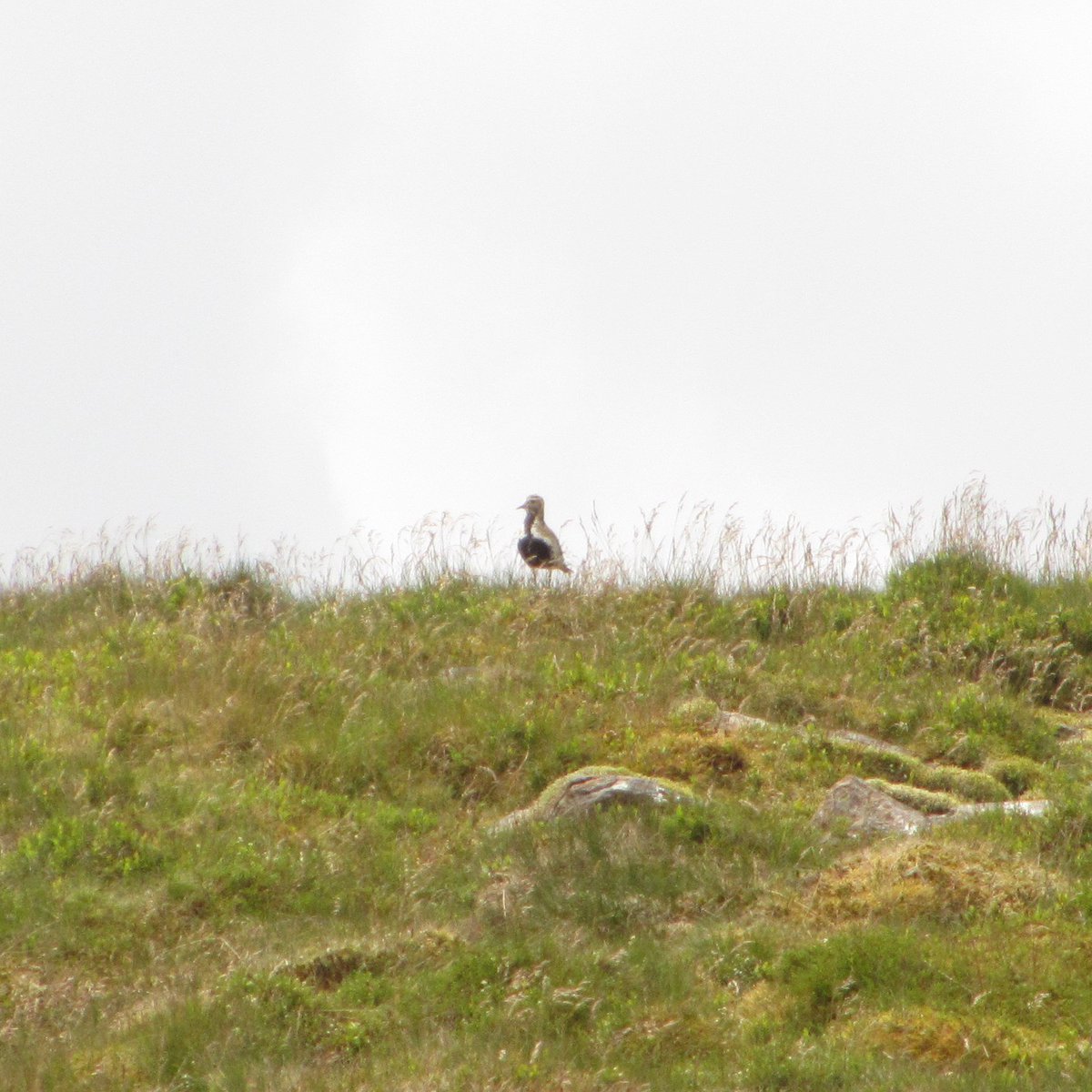 Day 3) cont:I warmed up climbing to the Boarder Ridge where I was greeted by a pair of Golden Plover in full breeding plumage: they pottered about the grassland like metallic automatons, peeping, guarding their nest. I trod carefully.