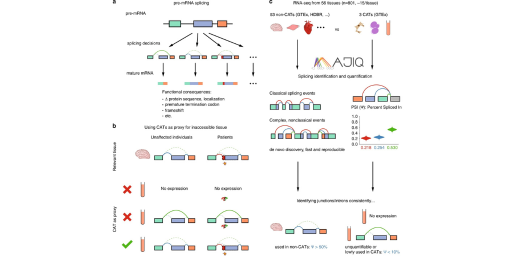 GIMJournal's tweet image. July #FeatureArticle: Mapping RNA splicing variations in clinically accessible and nonaccessible tissues to facilitate #Mendelian disease diagnosis using RNA-seq go.nature.com/3eZ4mD8