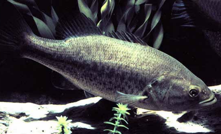 NMDGF's tweet photo. #WildlifeWednesday Did you know the Largemouth Bass, the most popular sport fish in the U.S., is technically not a bass, but the largest member of the sunfish family. #largemouthbass #fishnm #nmgameandfish #nmfish #nmwildlife https://t.co/tXxXSF6UT6