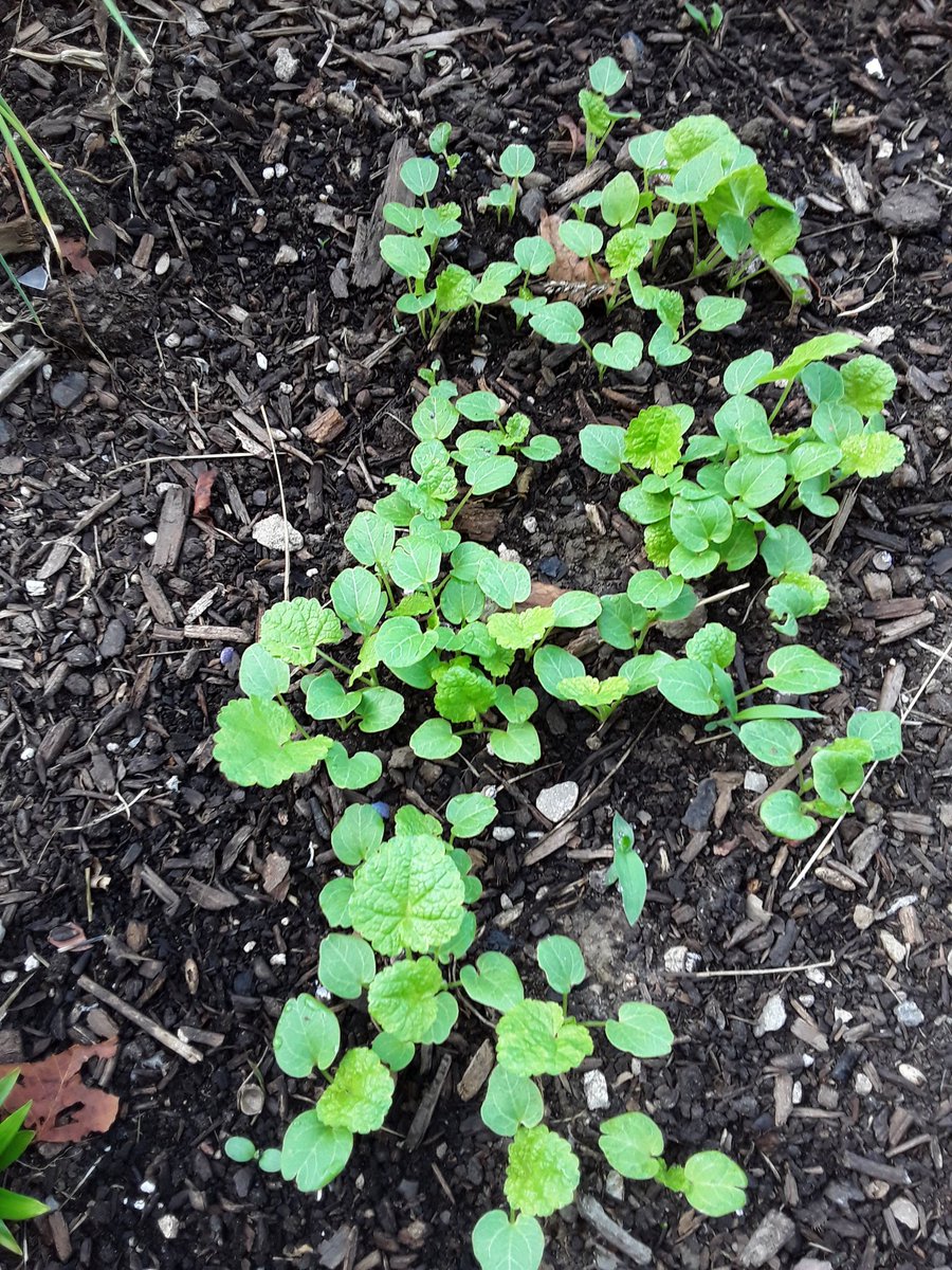 Sowing biennials during summer seems easier than starting them indoors over winter but what you don't realize is that you'll get heatstroke trying to thin them out I'm think just gonna let the strongest ones choke the others out