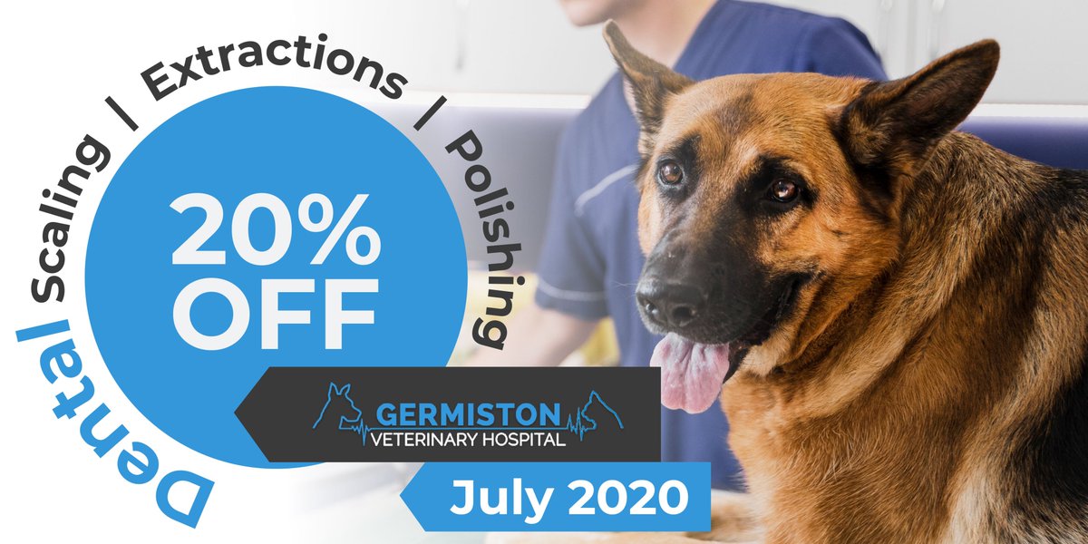 GermistonVet's tweet photo. Our 20% DISCOUNT on all dental scaling, extractions and polishing will certainly take the bite out of your budget.  Valid for the month of July. #germistonvet  #petdentalcare #animalcare #christmasinjuly #lockdowndeals #petcare https://t.co/rl5P90EZpe