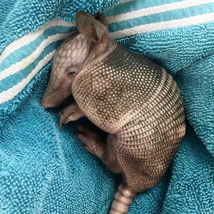 Busch Wildlife Sanctuary on X: Here is a cute, baby armadillo to get you  through the week! #wildlifeWednesday #WednesdayVibes   / X
