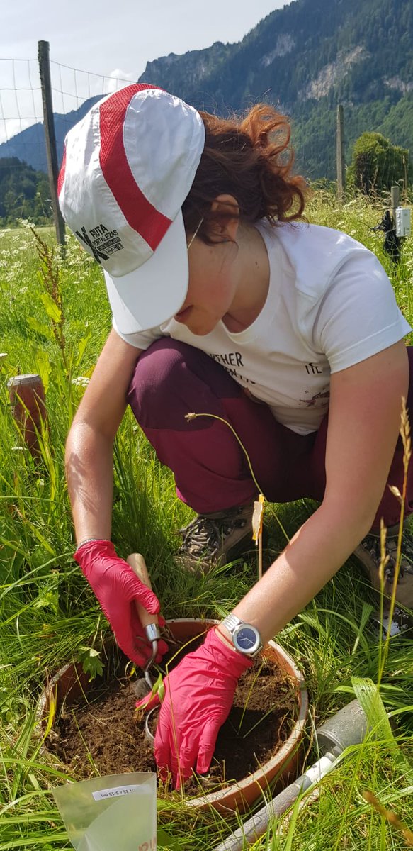 NoeNoeliaga's tweet image. We spent the last sunny days sampling in the Alps our mesocosm translocation experiment. Exiting results to come! :) #SUSALPS @tumsoil @MartinWiesmeier @BBerauer @DRAL2015 @BonaRes4u @LuisCol8